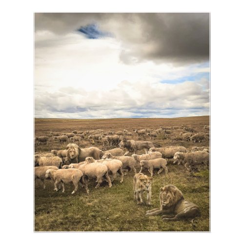 Sheep and Lions Coexisting in Harmony Photo Print