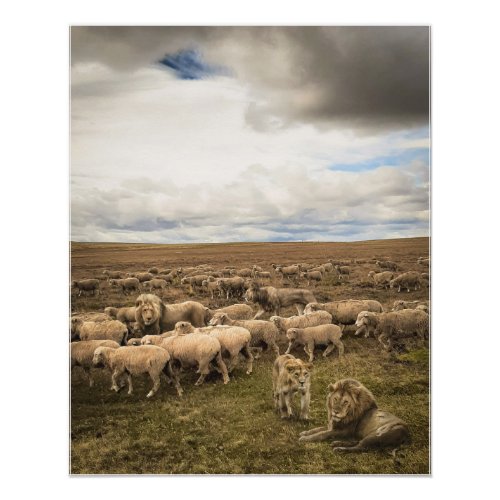 Sheep and Lions Coexisting in Harmony Poster