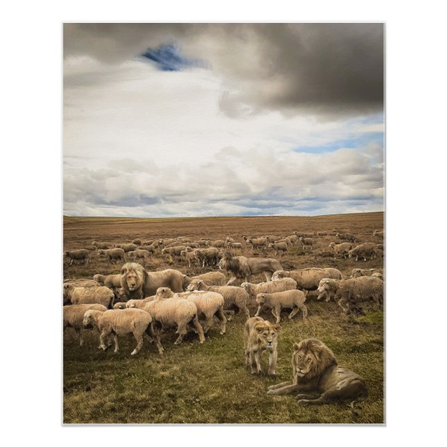 Sheep and Lions Coexisting in Harmony Poster (Front)
