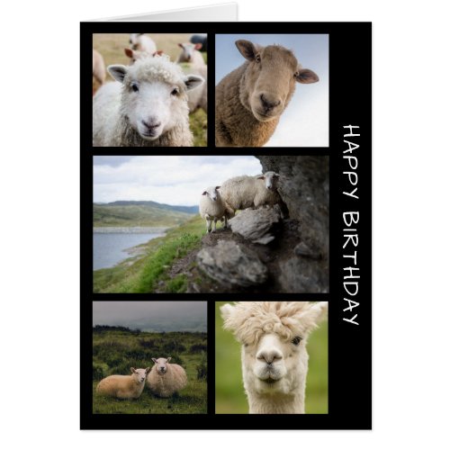 Sheep and Llama Collage Birthday