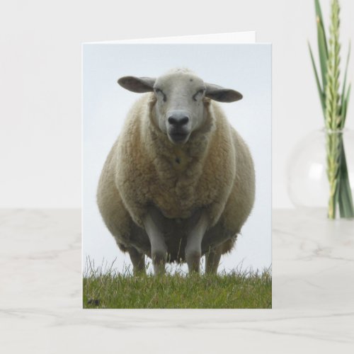 Sheep Apology Card