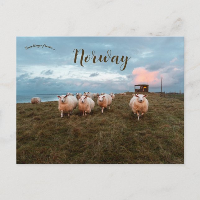 Sheep at Sunset in Jæren Norway Postcard (Front)