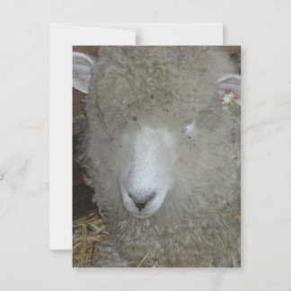 Sheep at the county fair postcard