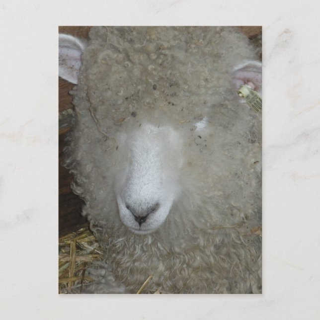 Sheep at the county fair postcard (Front)