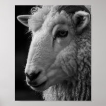 Sheep Black and White Studio Wall Art