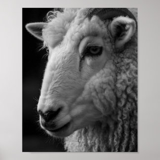 Sheep Black and White Studio Wall Art