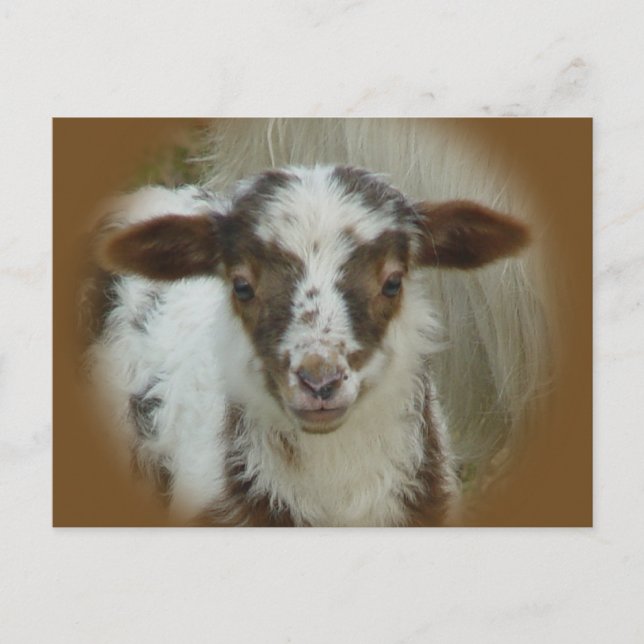 Sheep - Brown Spotted Lamb Postcard (Front)