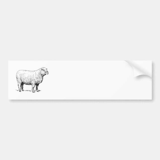 Sheep Bumper Sticker (Front)