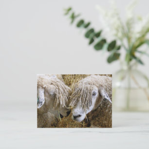 SHEEP BUSINESS CARD