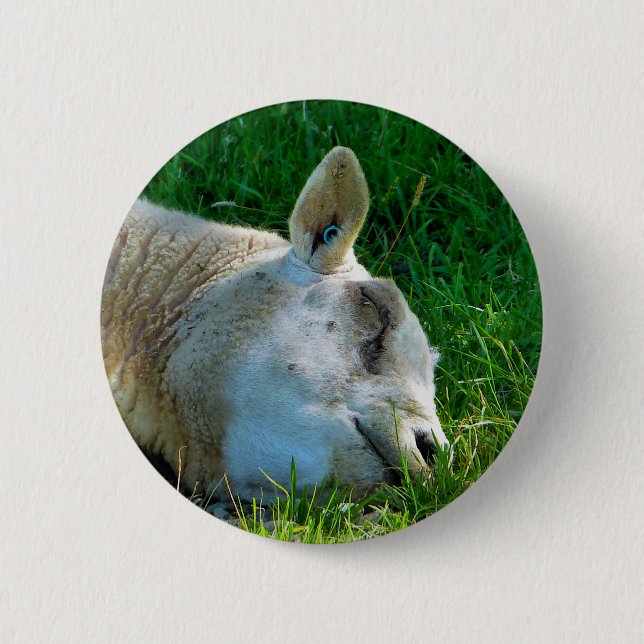 SHEEP BUTTON (Front)