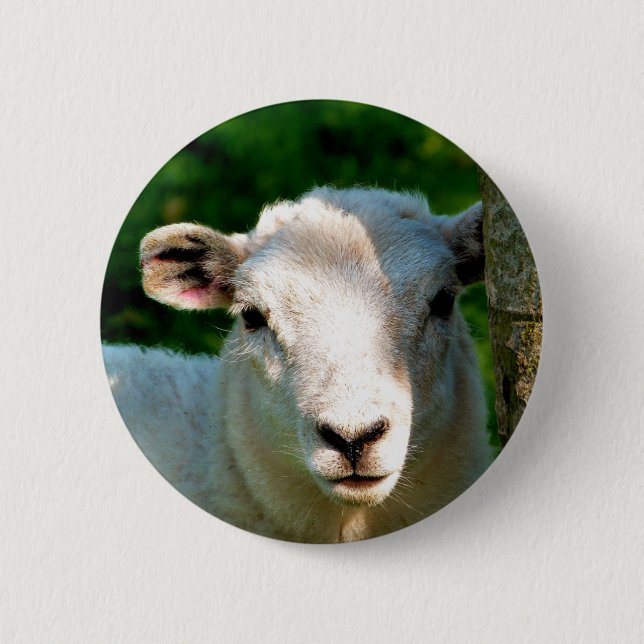 SHEEP BUTTON (Front)
