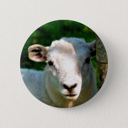 SHEEP BUTTON