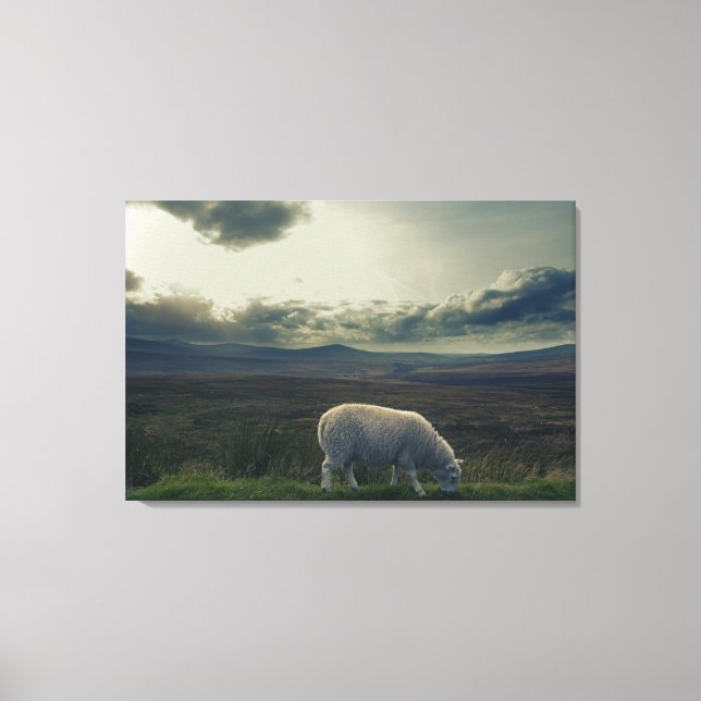 Sheep Canvas Print (Front)