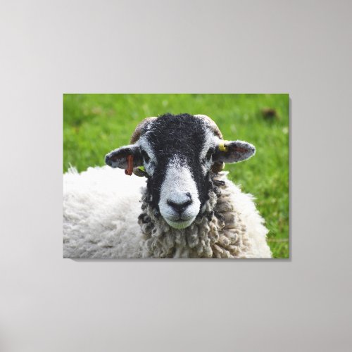 Sheep Canvas Print