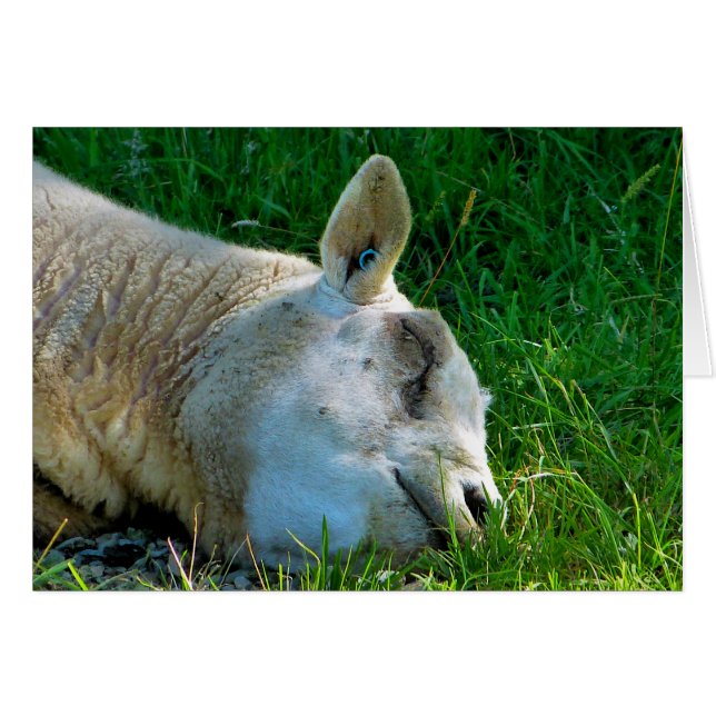 SHEEP Card (Front Horizontal)