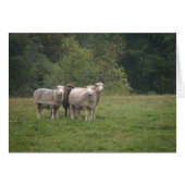 Sheep card (Front Horizontal)