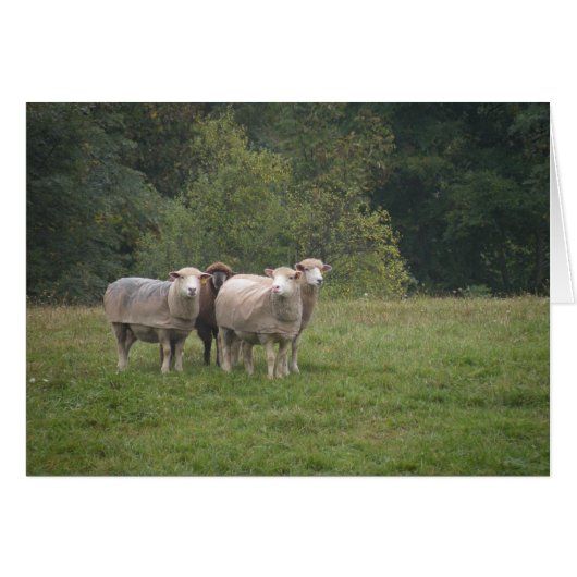 Sheep card (Front Horizontal)