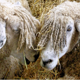 SHEEP CARD