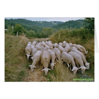 sheep cards