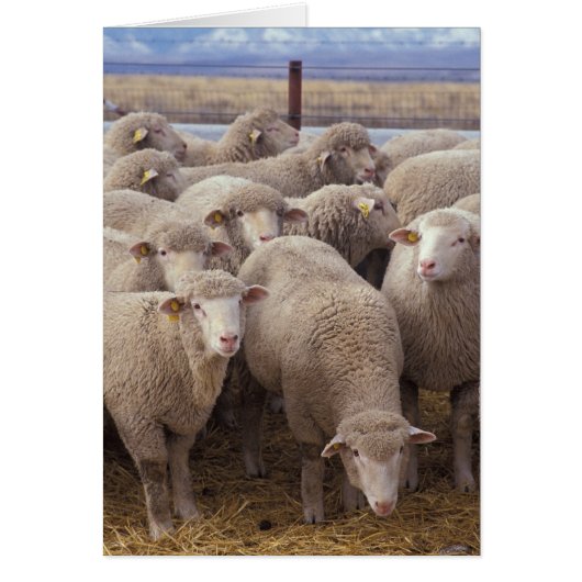 Sheep Cards (Front)