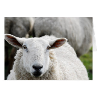 Sheep Cards
