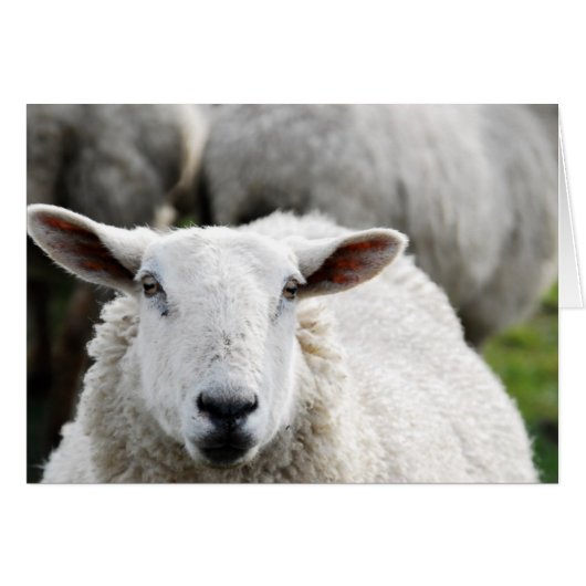 Sheep Cards (Front Horizontal)