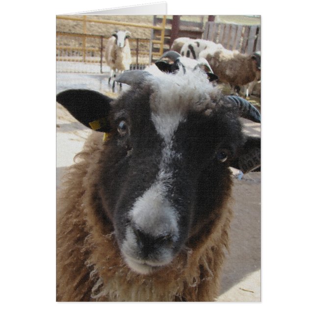 Sheep Cards (Front)