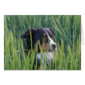 Sheep Dog in Grass (Front Horizontal)