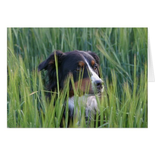 Sheep Dog in Grass Cards (Front Horizontal)