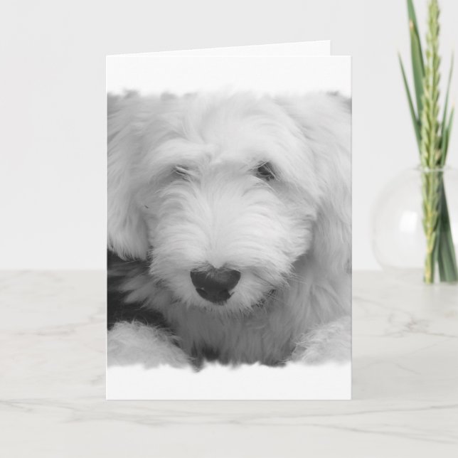 Sheep Dog Photo Greeting Card (Front)