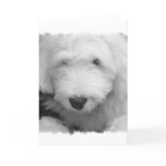 Sheep Dog Photo Greeting Card