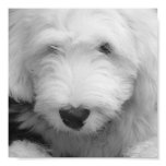 Sheep Dog Photo Poster Print