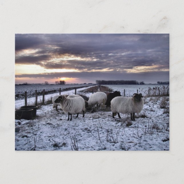 Sheep - Dutch Winter Postcard (Front)