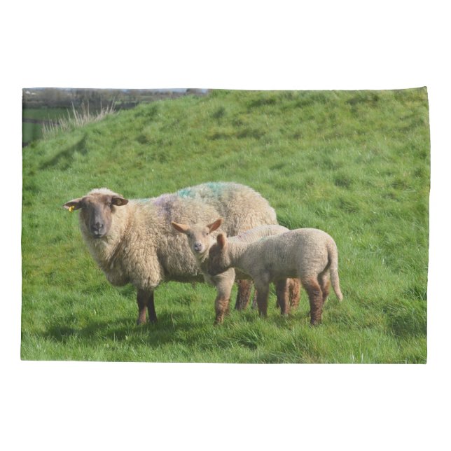Sheep Family Pillowcase (Back)