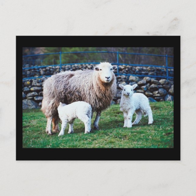 Sheep Family Postcard (Front)