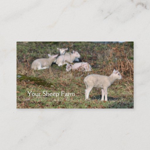 Customizable Sheep farm business card
