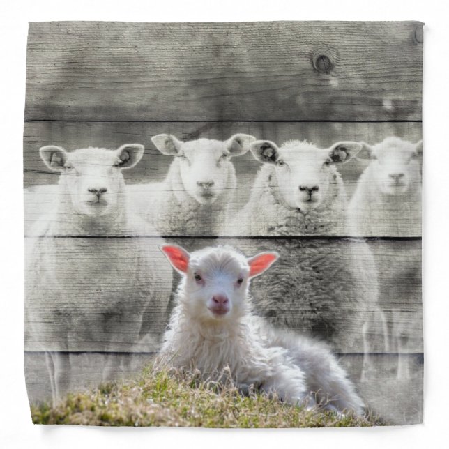 Sheep Flock Baby Lamb Bandana (Front)
