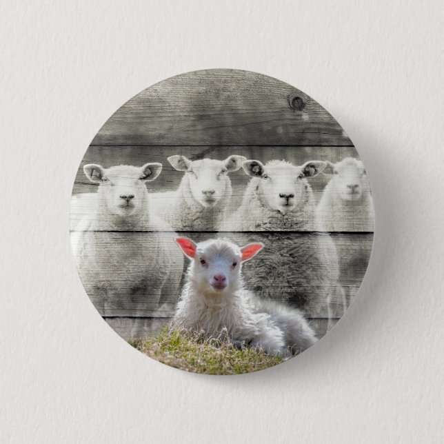 Sheep Flock Baby Lamb Button (Front)