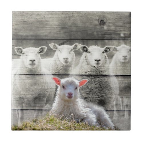 Sheep Flock Baby Lamb Ceramic Tile