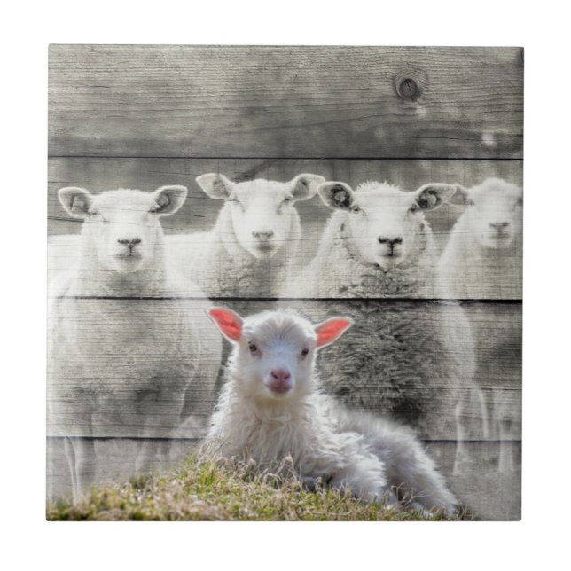 Sheep Flock Baby Lamb Ceramic Tile (Front)