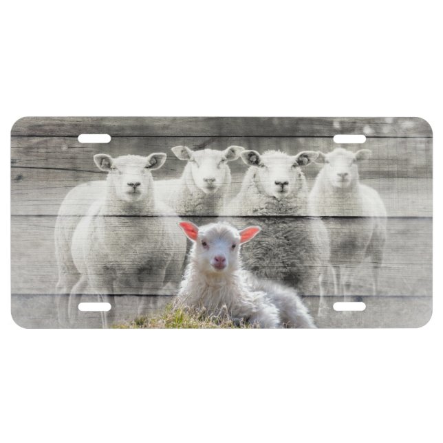 Sheep Flock Baby Lamb License Plate (Front)