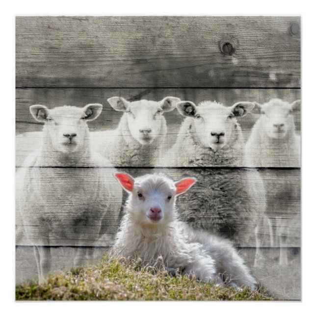Sheep Flock Baby Lamb Poster (Front)