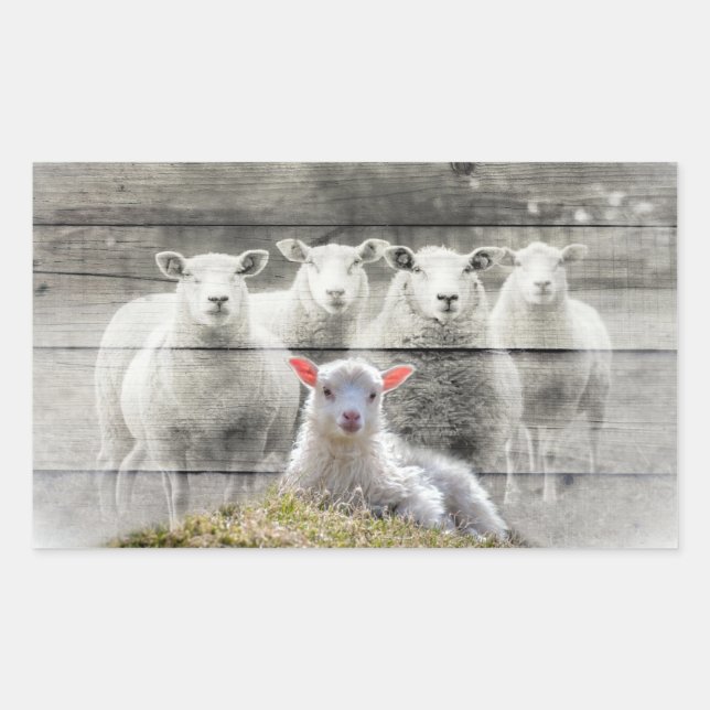 Sheep Flock Baby Lamb Rectangular Sticker (Front)