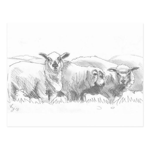 Sheep Flock Drawing Postcard | Zazzle