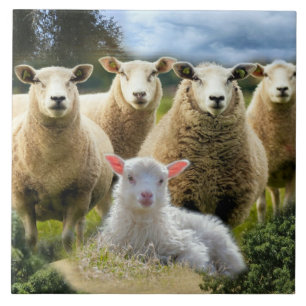 Sheep Flock Sheep Herd Baby Lamb Ceramic Tile