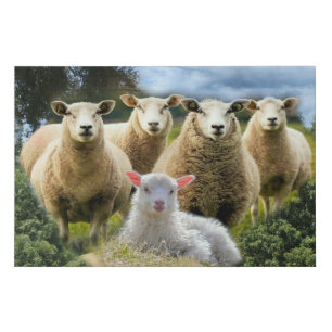 Sheep Flock Sheep Herd Baby Lamb Faux Canvas Print