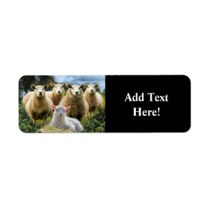 Sheep Flock Sheep Herd Baby Lamb Label