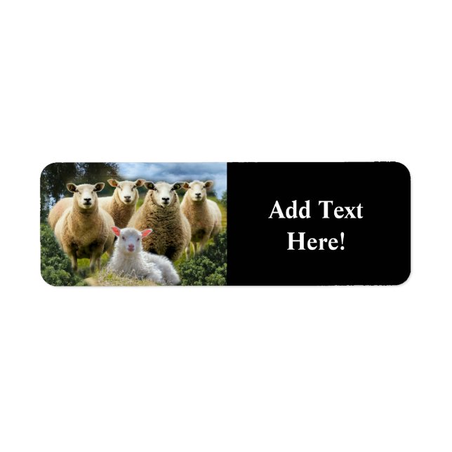 Sheep Flock Sheep Herd Baby Lamb Label (Front)