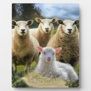 Sheep Flock Sheep Herd Baby Lamb Plaque