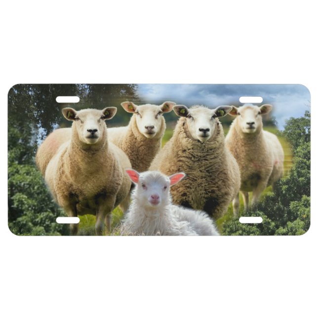 Sheep Flock Sheep Herd Baby Lamb Sheep Farm License Plate (Front)